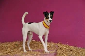Bodian, male young Mixed Breed for adoption at Hoffnungsvolle Tierherzen e.V., Essingen