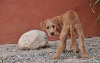 Danthe, male puppy Mixed Breed for adoption at Hoffnungsvolle Tierherzen e.V., Essingen