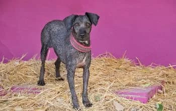 Derya, female 7yo Mixed Breed for adoption at Hoffnungsvolle Tierherzen e.V., Essingen