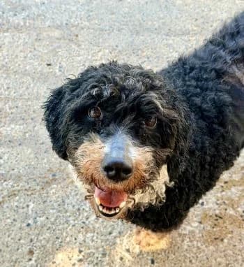 Dories, female senior Mixed Breed for adoption at Hoffnungsvolle Tierherzen e.V., Essingen