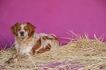 Edu, male 6yo mixed breed for adoption at Hoffnungsvolle Tierherzen e.V., Essingen