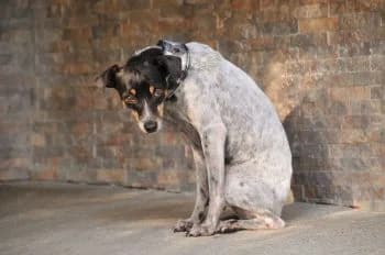 Flor, female 6yo Mixed Breed for adoption at Hoffnungsvolle Tierherzen e.V., Essingen
