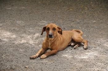 Franklin, male senior Mixed Breed for adoption at Hoffnungsvolle Tierherzen e.V., Essingen