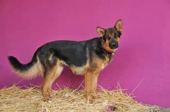 Geisha, female young Mixed Breed for adoption at Hoffnungsvolle Tierherzen e.V., Essingen