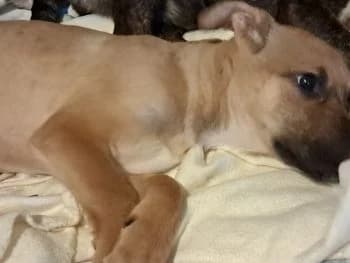 Giselle, female puppy Mixed Breed for adoption at Hoffnungsvolle Tierherzen e.V., Essingen
