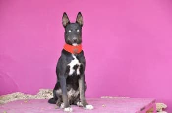 Hugi, male young Mixed Breed for adoption at Hoffnungsvolle Tierherzen e.V., Essingen