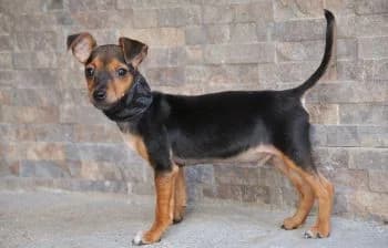 Jerry, male puppy Mixed Breed for adoption at Hoffnungsvolle Tierherzen e.V., Essingen