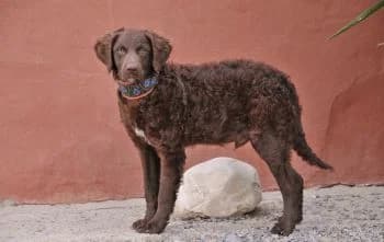 Jomin, male puppy Mixed Breed for adoption at Hoffnungsvolle Tierherzen e.V., Essingen
