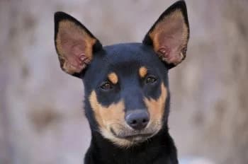 Juancho, male puppy Mixed Breed for adoption at Hoffnungsvolle Tierherzen e.V., Essingen