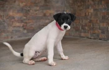 Lauren, female puppy Mixed Breed for adoption at Hoffnungsvolle Tierherzen e.V., Essingen