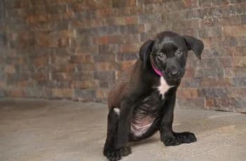 Lhaura, female puppy Mixed Breed for adoption at Hoffnungsvolle Tierherzen e.V., Essingen