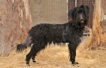 Lilith, female young Mixed Breed for adoption at Hoffnungsvolle Tierherzen e.V., Essingen