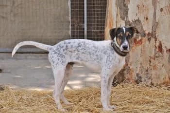 Lionel, male young Mixed Breed for adoption at Hoffnungsvolle Tierherzen e.V., Essingen