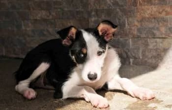 Lourdes, female puppy Mixed Breed for adoption at Hoffnungsvolle Tierherzen e.V., Essingen