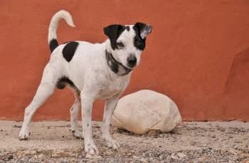 Luckie, male 3yo Mixed Breed for adoption at Hoffnungsvolle Tierherzen e.V., Essingen