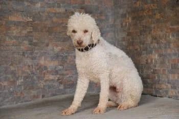 Mar, female 4yo Mixed Breed for adoption at Hoffnungsvolle Tierherzen e.V., Essingen