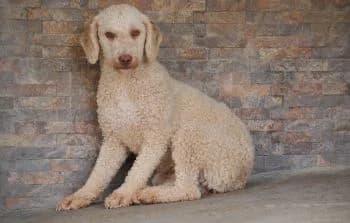 Marah, female young Mixed Breed for adoption at Hoffnungsvolle Tierherzen e.V., Essingen