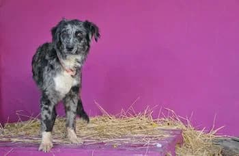 Marlou, female young Mixed Breed for adoption at Hoffnungsvolle Tierherzen e.V., Essingen