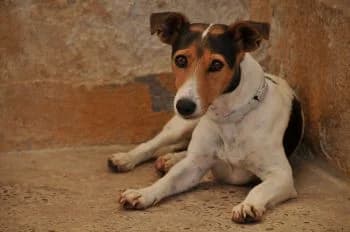 Netty, female 3yo Mixed Breed for adoption at Hoffnungsvolle Tierherzen e.V., Essingen