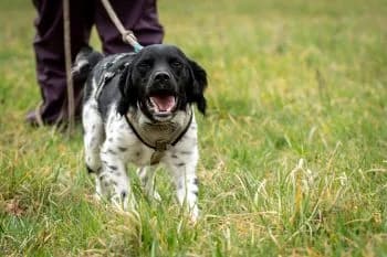 Oreo, male 3yo Mixed Breed for adoption at Hoffnungsvolle Tierherzen e.V., Essingen