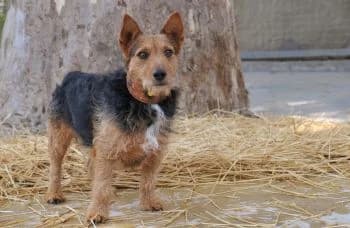 Ozzy, male young Mixed Breed for adoption at Hoffnungsvolle Tierherzen e.V., Essingen