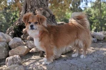 Paulo, male young Mixed Breed for adoption at Hoffnungsvolle Tierherzen e.V., Essingen