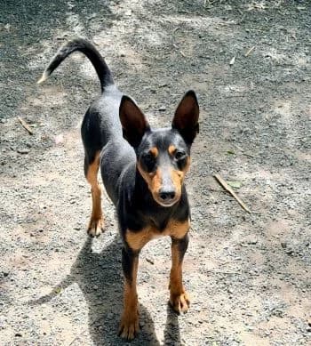 Pintor, male young Mixed Breed for adoption at Hoffnungsvolle Tierherzen e.V., Essingen