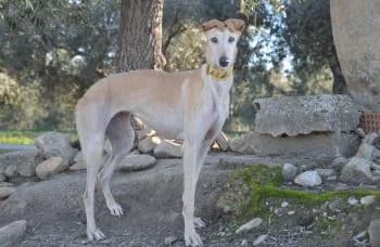 Platera, female 4yo mixed breed for adoption at Hoffnungsvolle Tierherzen e.V., Essingen