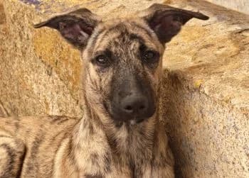 Ronny, male Mixed Breed for adoption at Hoffnungsvolle Tierherzen e.V., Essingen