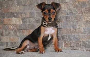 Tom, male puppy Mixed Breed for adoption at Hoffnungsvolle Tierherzen e.V., Essingen