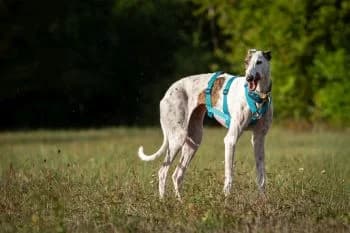 Trini, female 6yo Mixed Breed for adoption at Hoffnungsvolle Tierherzen e.V., Essingen