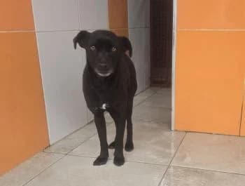 Vigo, male puppy Mixed Breed for adoption at Hoffnungsvolle Tierherzen e.V., Essingen