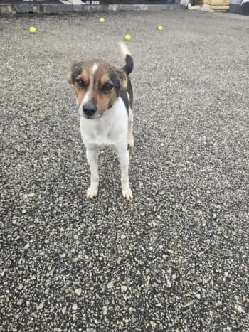 Vinci, male puppy Mixed Breed for adoption at Hoffnungsvolle Tierherzen e.V., Essingen