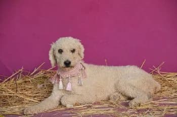 Yhara, female senior Mixed Breed for adoption at Hoffnungsvolle Tierherzen e.V., Essingen