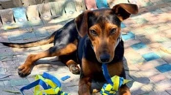 Zam, male young Mixed Breed for adoption at Hoffnungsvolle Tierherzen e.V., Essingen