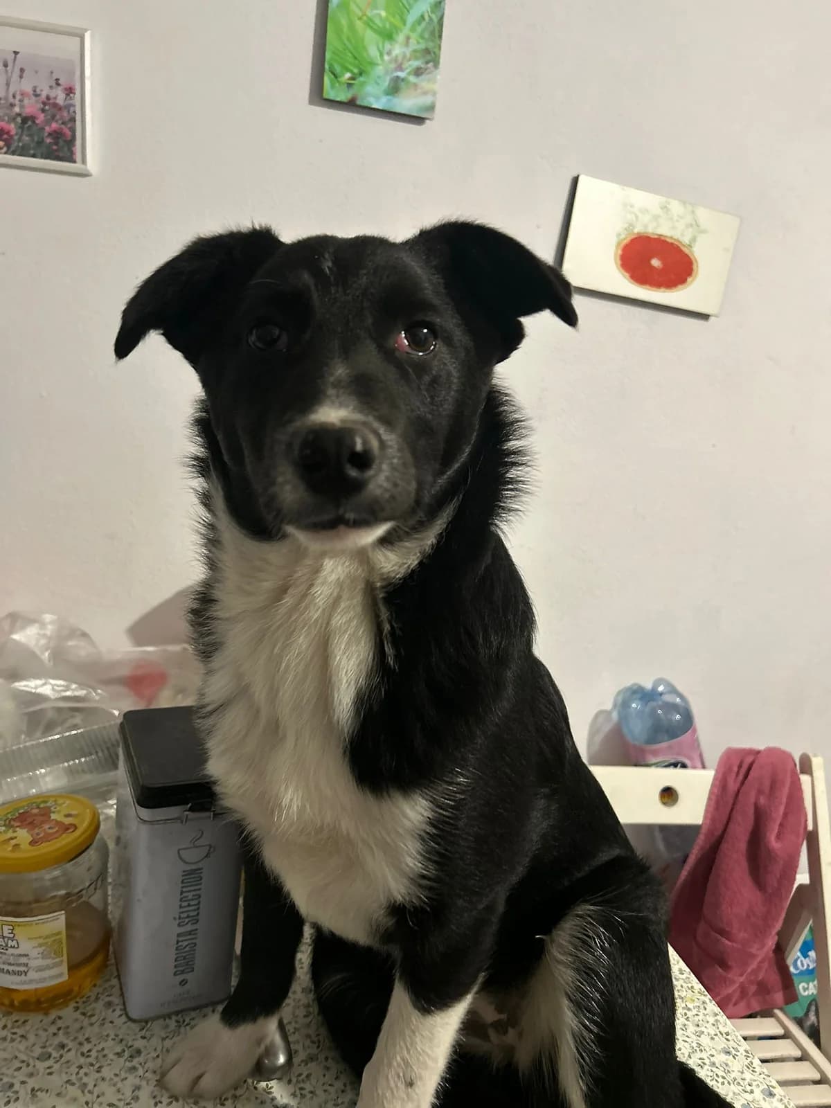 Achita, puppy Mixed Breed for adoption at Hope for Future e.V.
