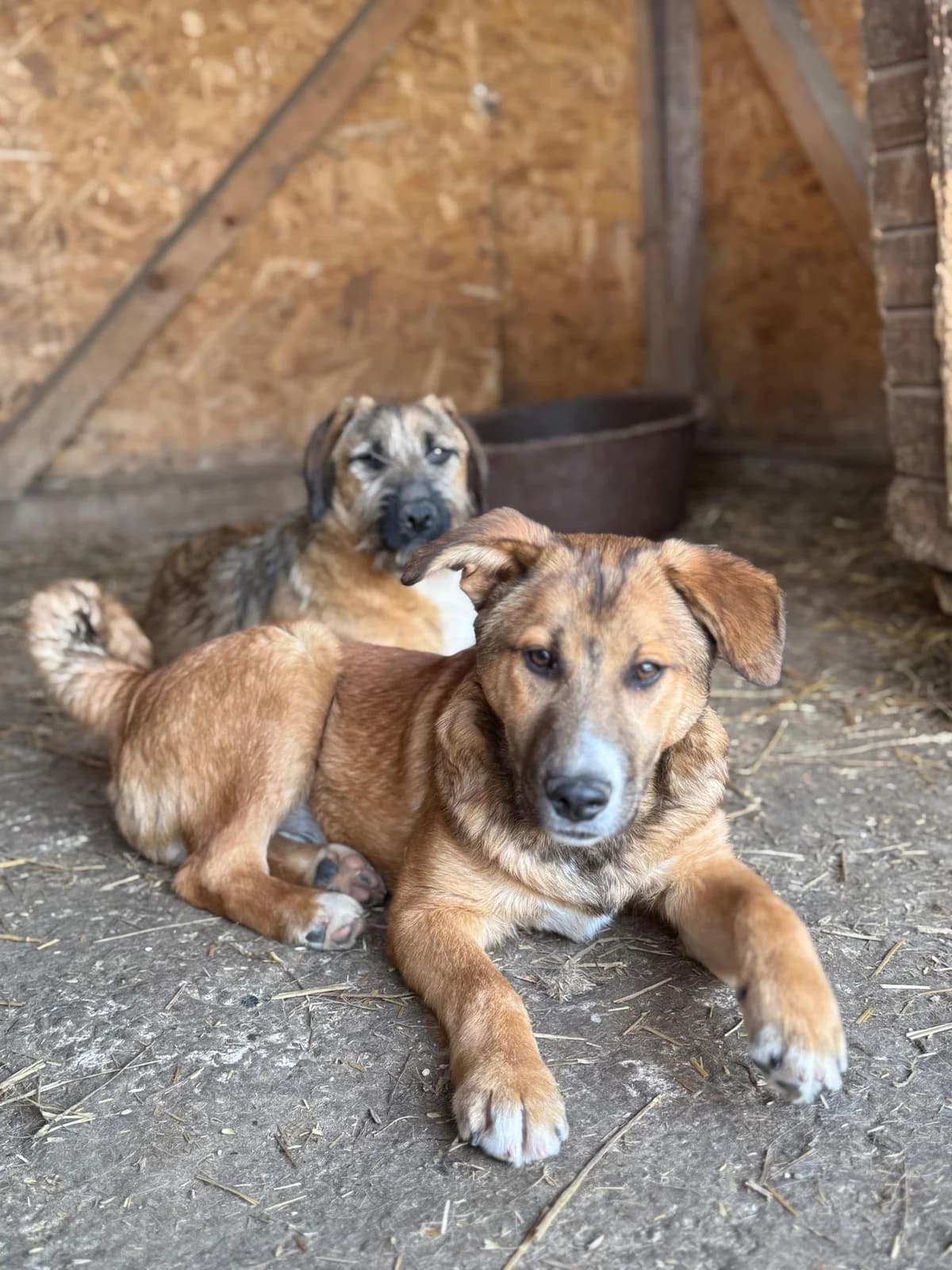 Adam, male puppy Mixed Breed for adoption at Hope for Future e.V.