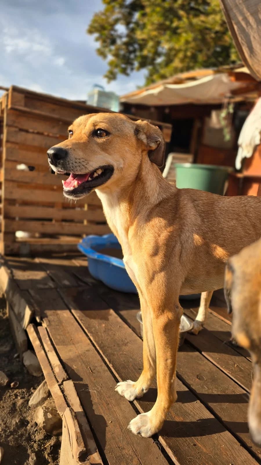 Akari, female young Mixed Breed for adoption at Hope for Future e.V.