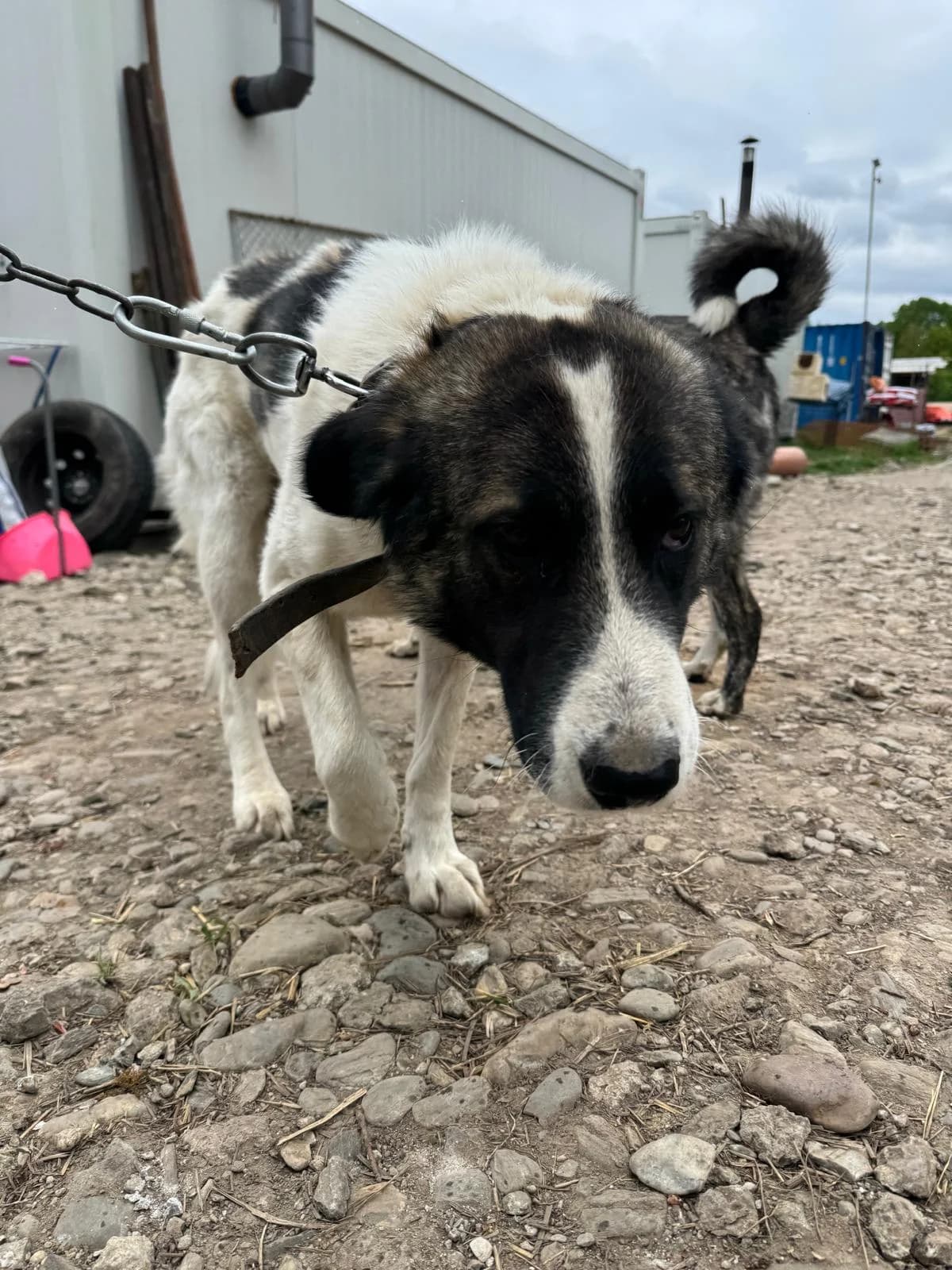 Alaska, female young Mixed Breed for adoption at Hope for Future e.V.
