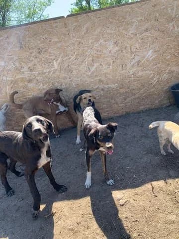 Alfons, male 3yo Mixed Breed for adoption at Hope for Future e.V.