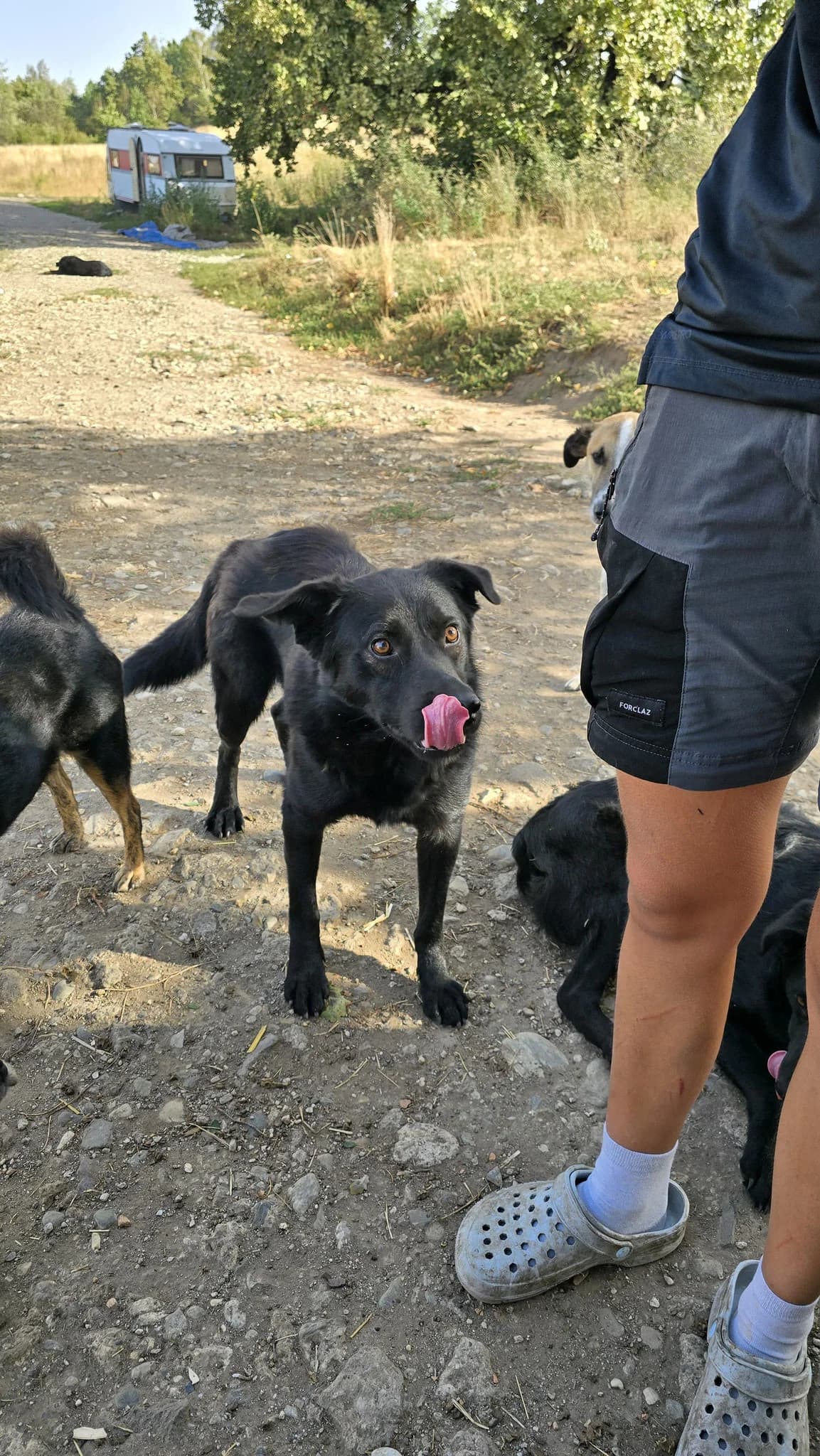 Alistair, 4yo Mixed Breed for adoption at Hope for Future e.V.
