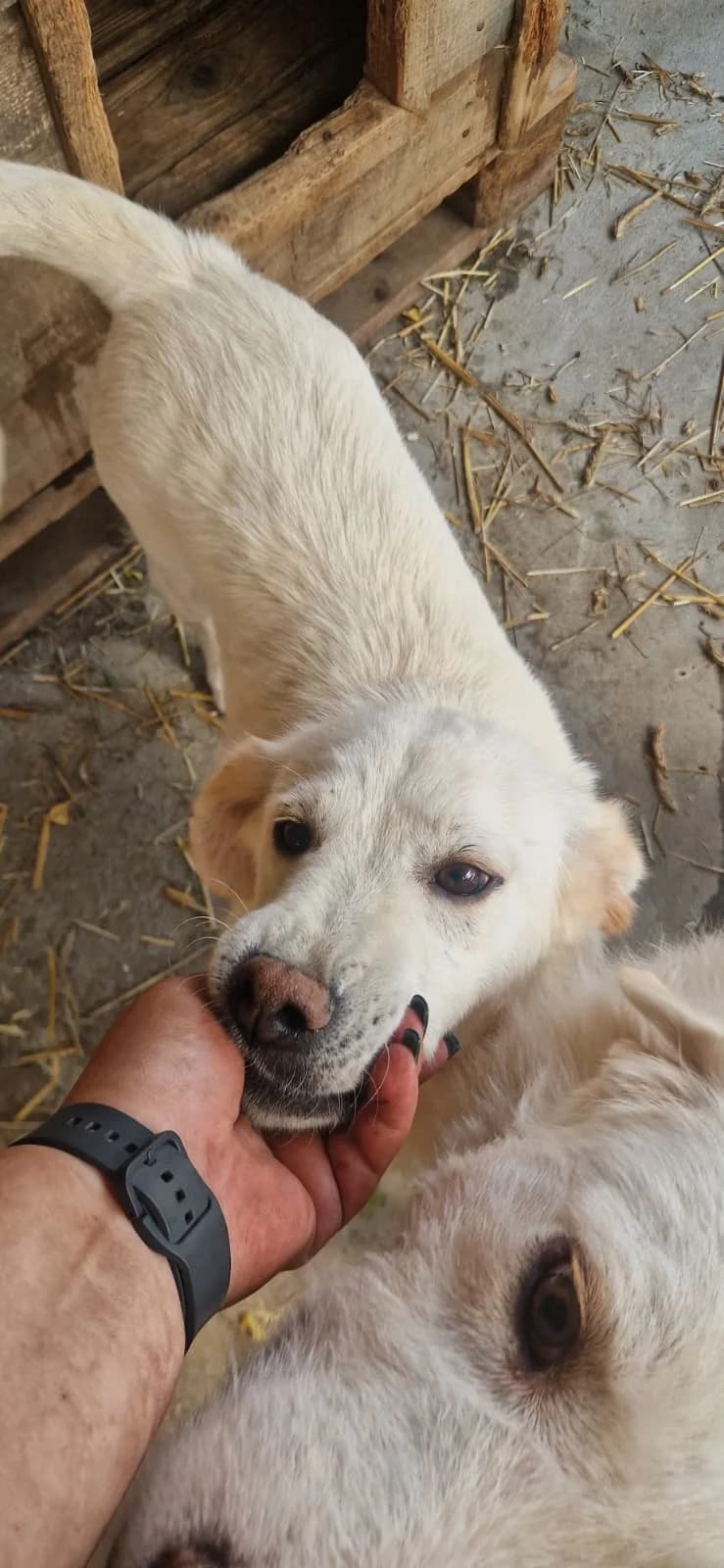 Almira, female young Mixed Breed for adoption at Hope for Future e.V.
