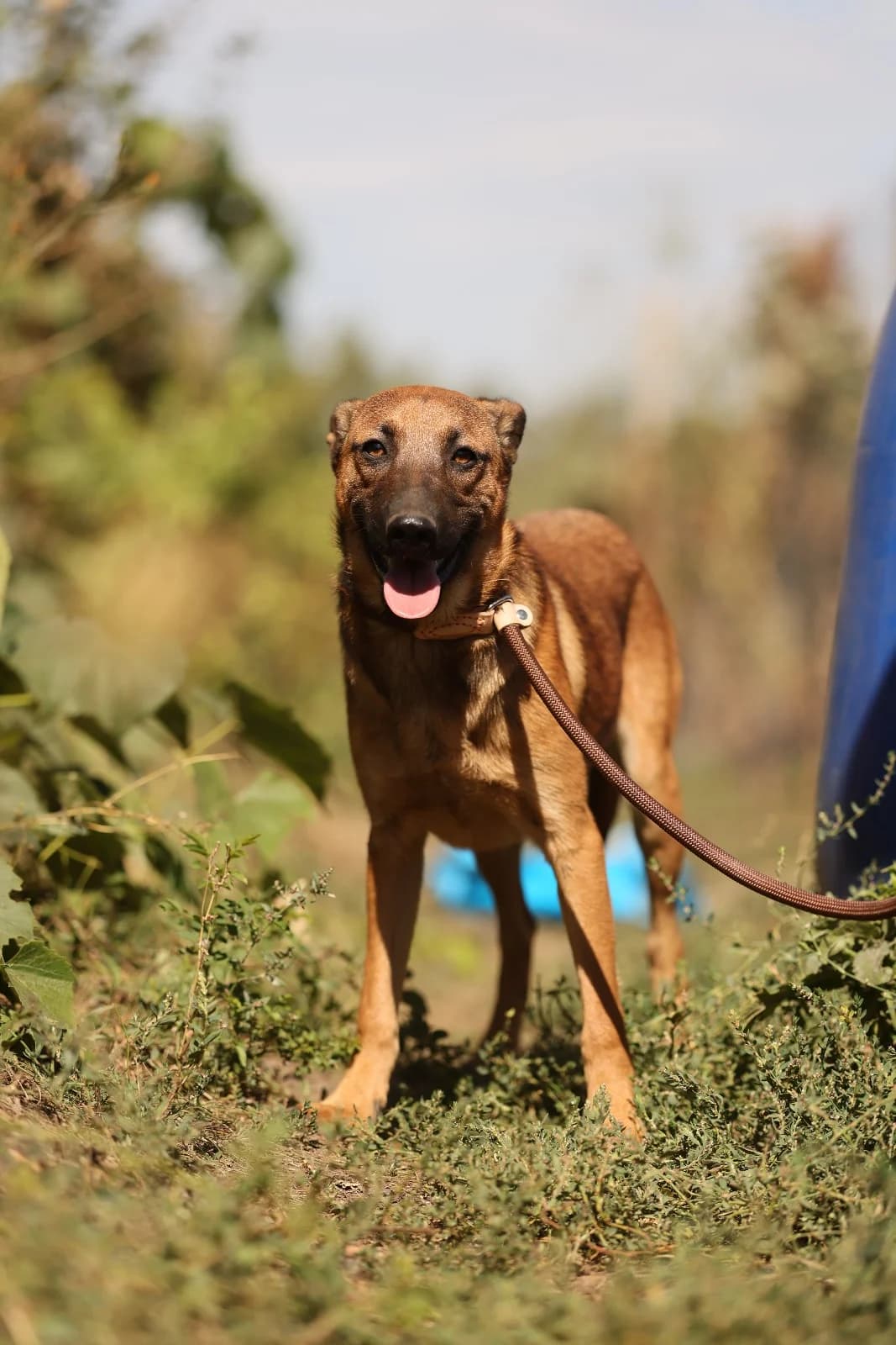 Amadeus, male puppy Mixed Breed for adoption at Hope for Future e.V.