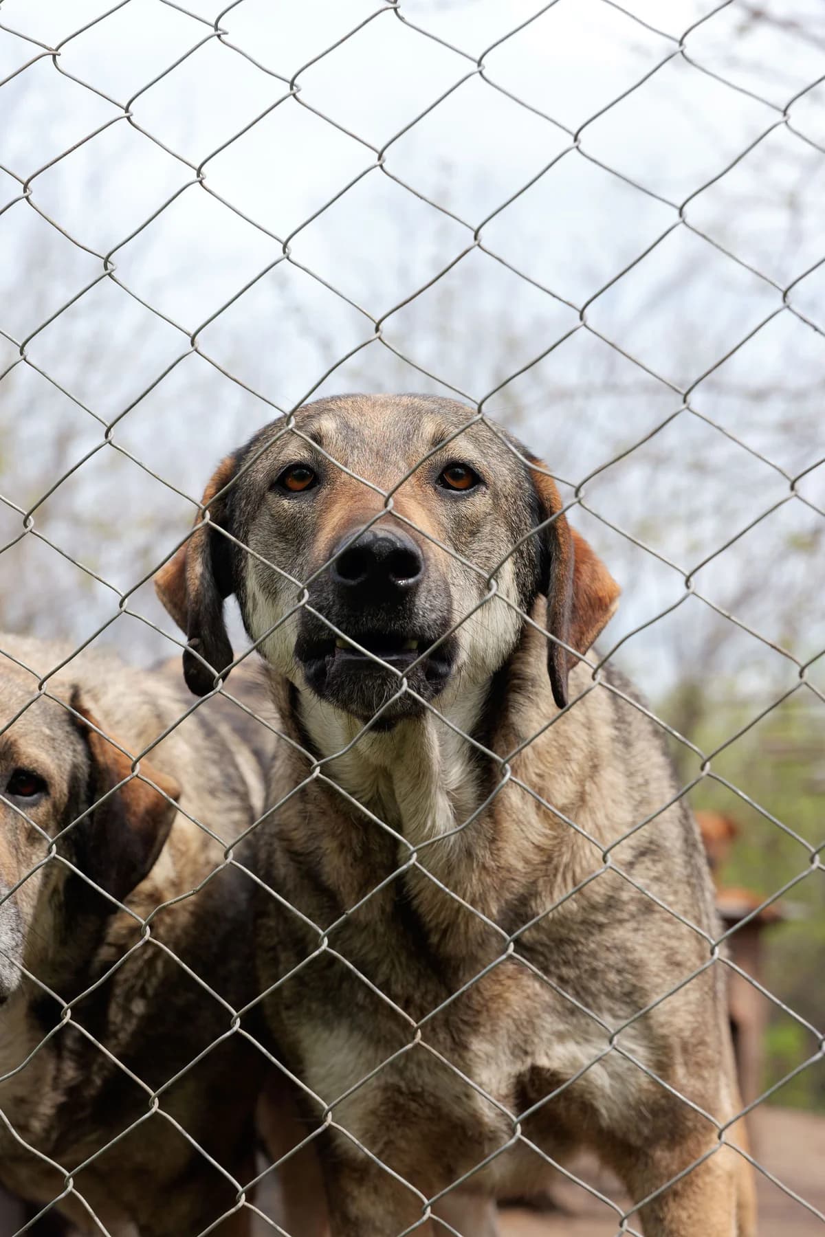 Amalia, female 6yo Mixed Breed for adoption at Hope for Future e.V.