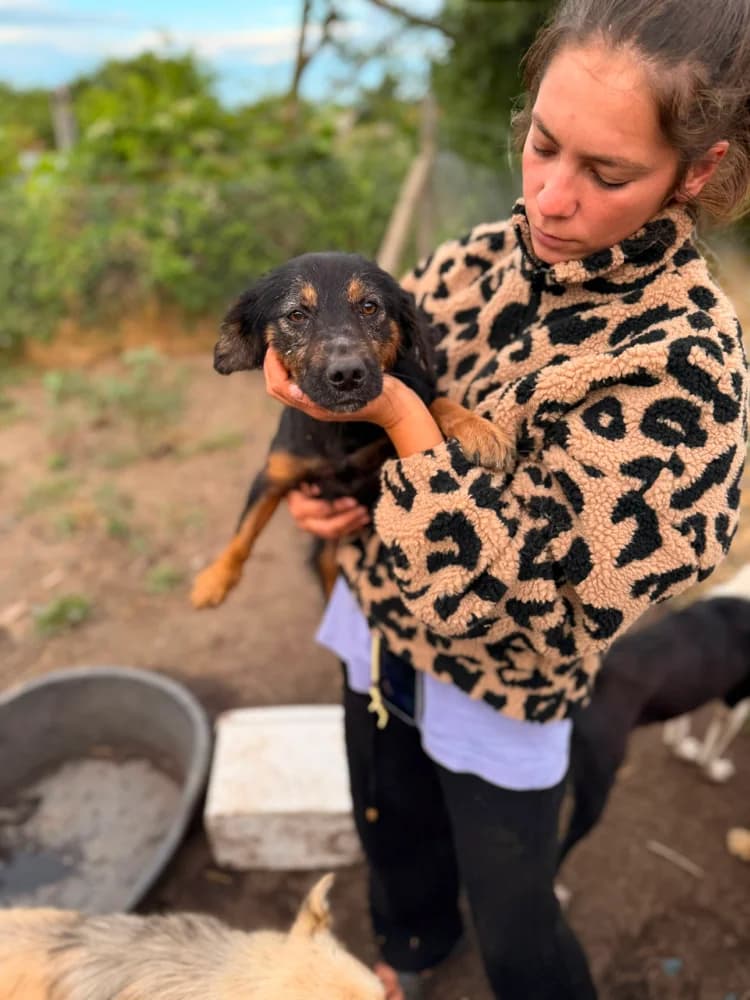 Amigo, male young Mixed Breed for adoption at Hope for Future e.V.