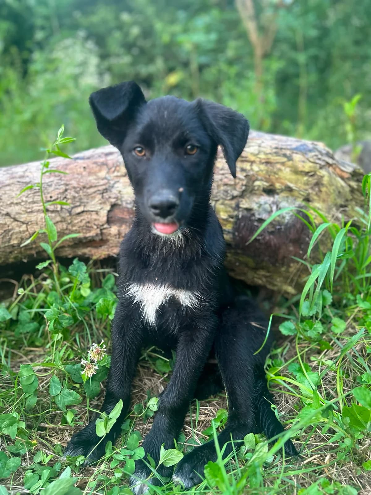 Angela, puppy Mixed Breed for adoption at Hope for Future e.V.