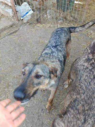 Anka, female 7yo Mixed Breed for adoption at Hope for Future e.V.
