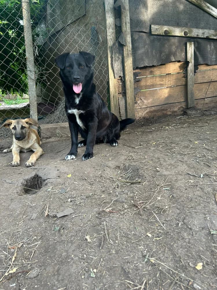 Annabelle, female young Mixed Breed for adoption at Hope for Future e.V.