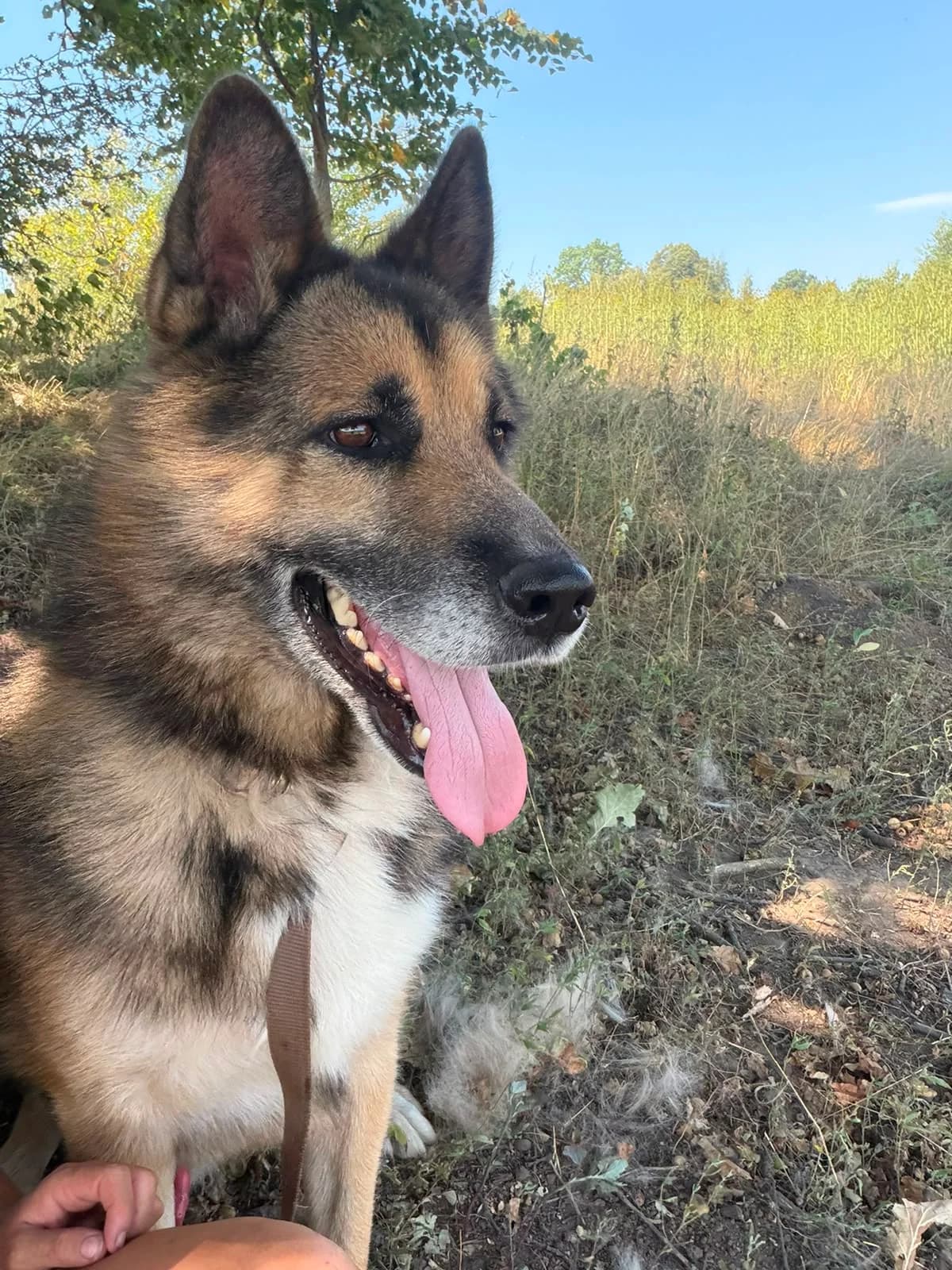Aramis, 7yo Mixed Breed for adoption at Hope for Future e.V.