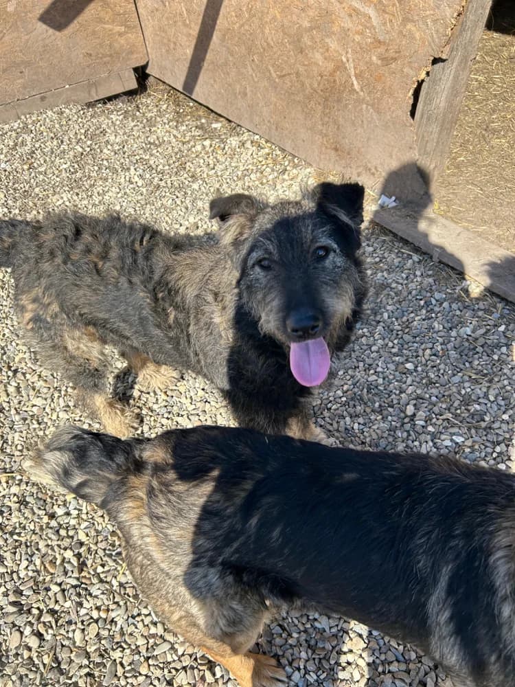 Arima, female young Mixed Breed for adoption at Hope for Future e.V.